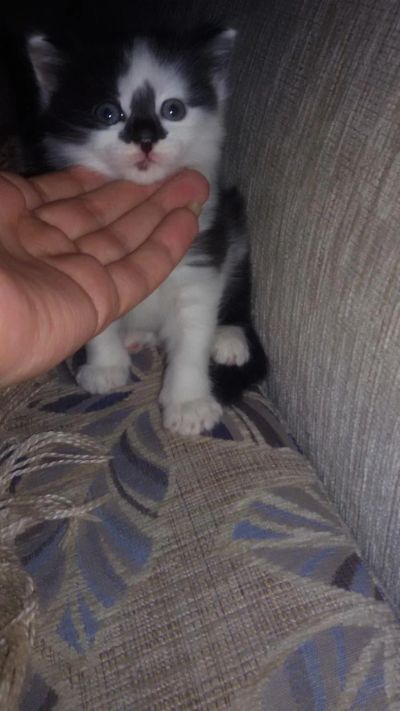 Лот: 8217485. Фото: 1. супер котик. Кошки, котята