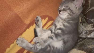 Лот: 16037412. Фото: 1. Котята шотландские. Кошки, котята