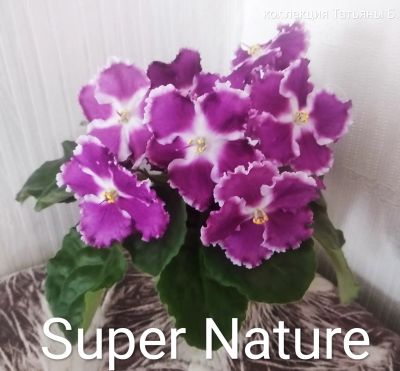 Лот: 18929704. Фото: 1. Фиалка Super Nature - лист . Горшечные растения и комнатные цветы