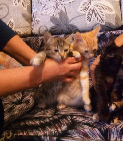 Лот: 10753096. Фото: 1. Всем добра и котят =). Кошки, котята