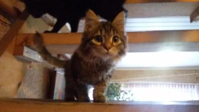 Лот: 7870275. Фото: 1. Дядя - Котёнок в добрые руки. Кошки, котята