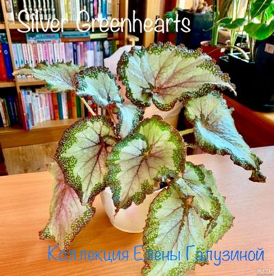 Лот: 13535582. Фото: 1. Бегония Silver Greenheart. Горшечные растения и комнатные цветы