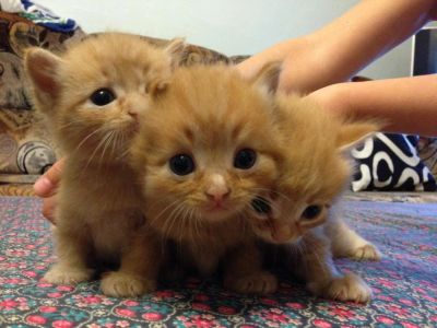 Лот: 4481347. Фото: 1. Очаровательные рыжие котята. Кошки, котята