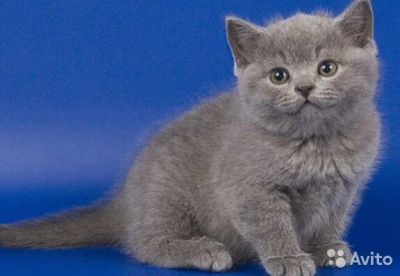Лот: 9703975. Фото: 1. шотландские прямоухие малыши. Кошки, котята