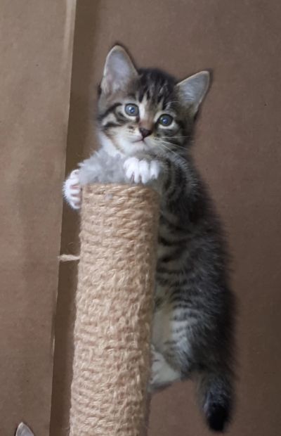 Лот: 19253629. Фото: 1. Котенок 1. Кошки, котята