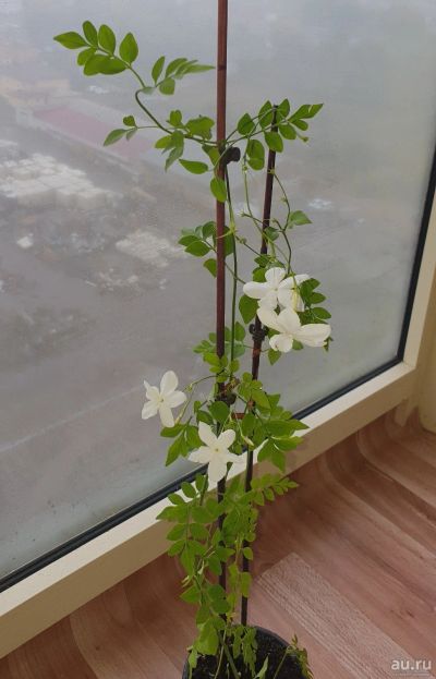 Лот: 18089824. Фото: 1. Жасмин лекарственный (Jasminum... Горшечные растения и комнатные цветы