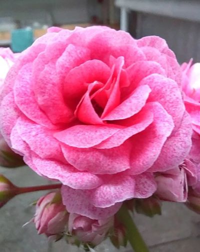 Лот: 20009591. Фото: 1. Сортовая пеларгония " Сим Диадема... Горшечные растения и комнатные цветы