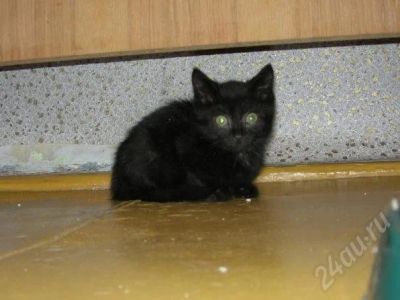 Лот: 734456. Фото: 1. Малыш ищет новый дом. Остальные животные