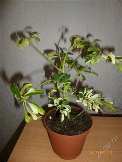 Лот: 2552801. Фото: 1. Шеффлера Жанин. Горшечные растения и комнатные цветы