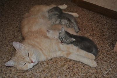 Лот: 2329775. Фото: 1. Британские котята. Кошки, котята