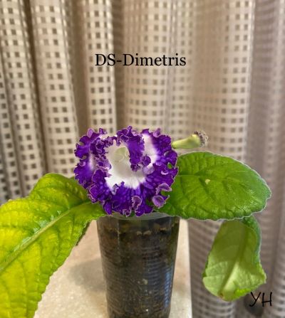 Лот: 18806340. Фото: 1. Стрептокарпус DS-Dimetris (крупная... Горшечные растения и комнатные цветы