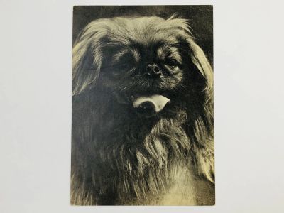 Лот: 23296536. Фото: 1. Пекинес. Открытка. 1969. Открытки, конверты