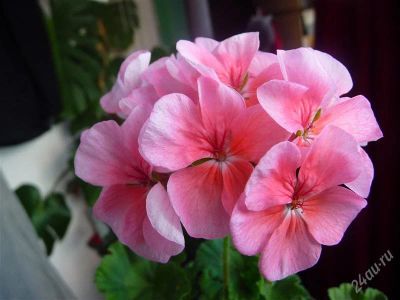 Лот: 1949065. Фото: 1. Герань(Пеларгония) розовая №1. Горшечные растения и комнатные цветы