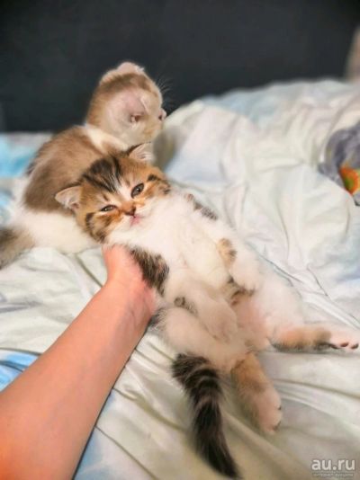 Лот: 12801556. Фото: 1. Шотландские маленькие котики. Кошки, котята