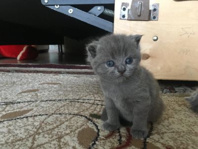 Лот: 11505733. Фото: 1. Британцы. Кошки, котята