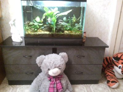 Лот: 5315764. Фото: 1. аквариум + всё содержимое. Аквариумы, террариумы