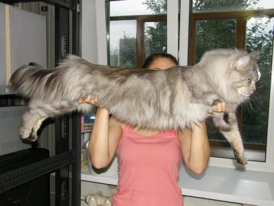 Лот: 7576344. Фото: 1. Котята от самых крупных кошек... Кошки, котята