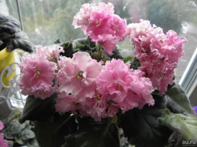 Лот: 10411764. Фото: 1. Сортовая фиалка "ЛЕ-Флирт", лист. Горшечные растения и комнатные цветы