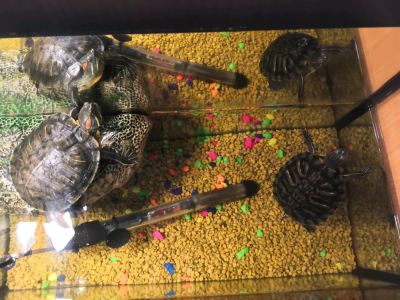 Лот: 14450884. Фото: 1. Красноухие черепахи + аквариум... Остальные животные