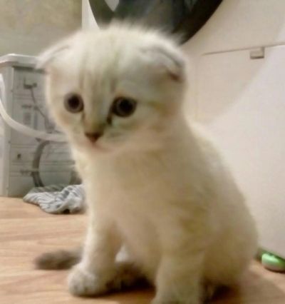 Лот: 10249020. Фото: 1. Отдам котенка. Вислоухая сиамская... Кошки, котята