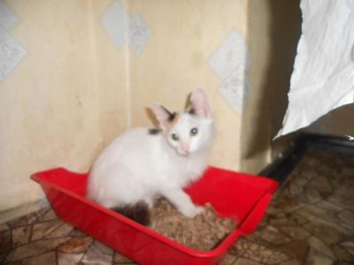 Лот: 7831331. Фото: 1. Котенок женского пола в хорошие... Кошки, котята