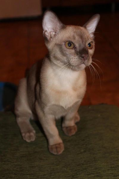 Лот: 3335462. Фото: 1. продам котенка бурма (шоколадный... Кошки, котята