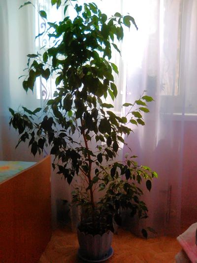 Лот: 5283963. Фото: 1. Фикус. Горшечные растения и комнатные цветы