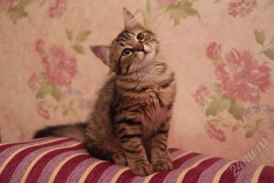 Лот: 2581914. Фото: 1. Сибирские котята. Кошки, котята