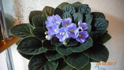 Лот: 8063343. Фото: 1. Фиалка Rhapsodie Clementine расцветает. Горшечные растения и комнатные цветы