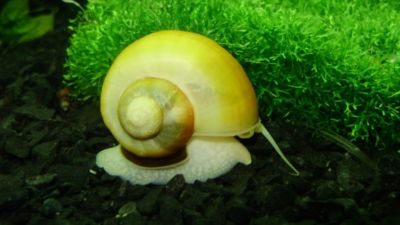 Лот: 15054124. Фото: 1. Улитка апмулярия. Моллюски, ракообразные, кораллы