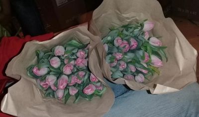 Лот: 11157282. Фото: 1. Тюльпаны 20 штук одним лотом... Другое (растения и животные)