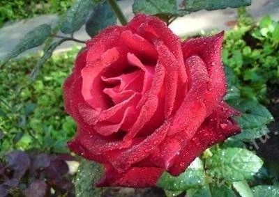 Лот: 2572117. Фото: 1. роза чайно-гибридная гранд гала. Другое (семена, рассада, садовые растения)
