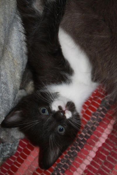 Лот: 5758093. Фото: 1. Пушистый черно-белый котёнок от... Кошки, котята