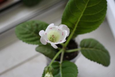 Лот: 2968557. Фото: 1. Глоксиния 35 (цветет). Горшечные растения и комнатные цветы