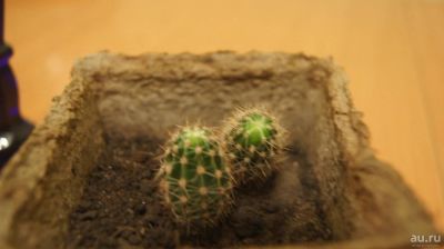 Лот: 10316690. Фото: 1. "!Кактус. Горшечные растения и комнатные цветы
