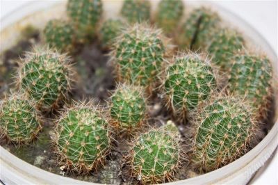 Лот: 1476277. Фото: 1. Кактус Эхинопсис (Echinopsis... Горшечные растения и комнатные цветы