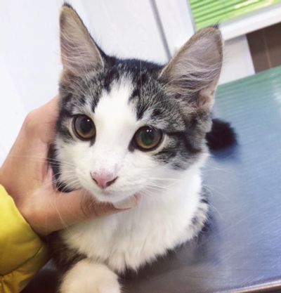 Лот: 11883993. Фото: 1. котёнок. Кошки, котята