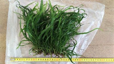 Лот: 10879610. Фото: 1. Папоротник Microsorum pteropus... Водные растения