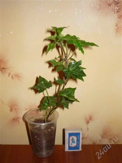 Лот: 1394973. Фото: 1. Плющ Hedera helix "Ivalace". Горшечные растения и комнатные цветы