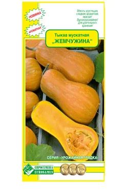 Лот: 7883979. Фото: 1. Тыква мускатная Жемчужина. Овощи