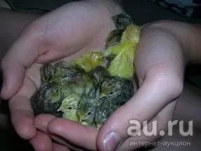 Лот: 9525255. Фото: 1. Перепела!. Птицы