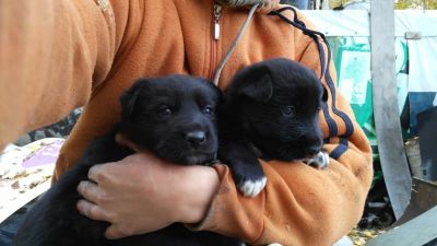 Лот: 10403555. Фото: 1. Отдам щенка. Собаки, щенки
