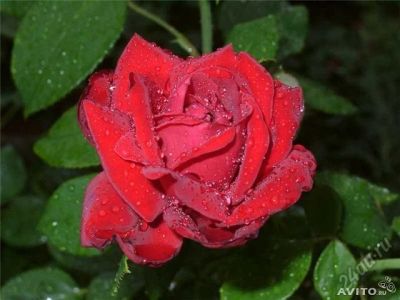 Лот: 5568607. Фото: 1. Роза Перль Нуар (саженцы). Садовые цветы