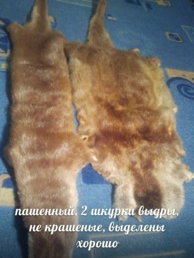 Лот: 5000014. Фото: 1. шкурки выдры рыжие!. Разное