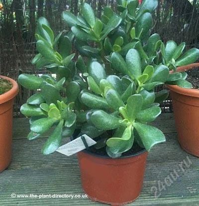 Лот: 2278529. Фото: 1. детка денежного дерева( листик... Горшечные растения и комнатные цветы