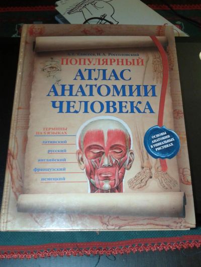 Лот: 4843698. Фото: 1. Анатомия человека. Для вузов