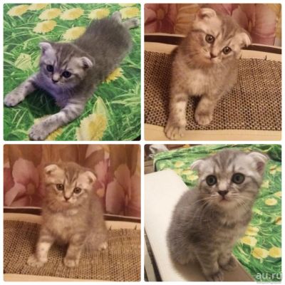Лот: 8603045. Фото: 1. Шотландская девочка. Кошки, котята