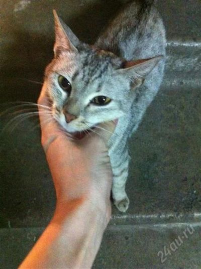 Лот: 2547675. Фото: 1. Ласковая кошечка ищет хозяев. Кошки, котята