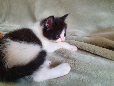 Лот: 14071076. Фото: 1. Отдам пушистых котят. Кошки, котята
