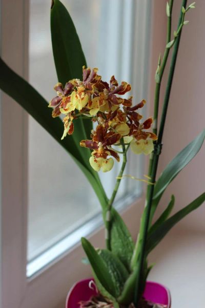 Лот: 9662671. Фото: 1. Орхидея камбрия. Горшечные растения и комнатные цветы